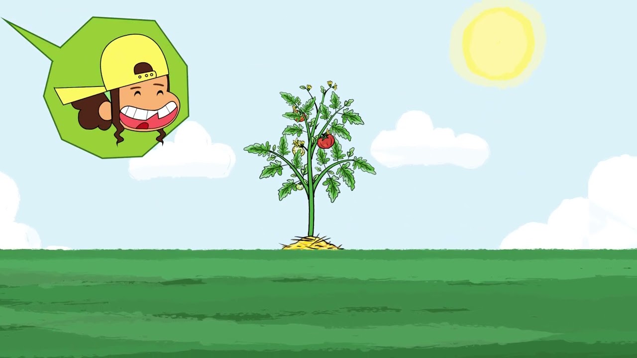 Qu’est-ce que la photosynthèse ?