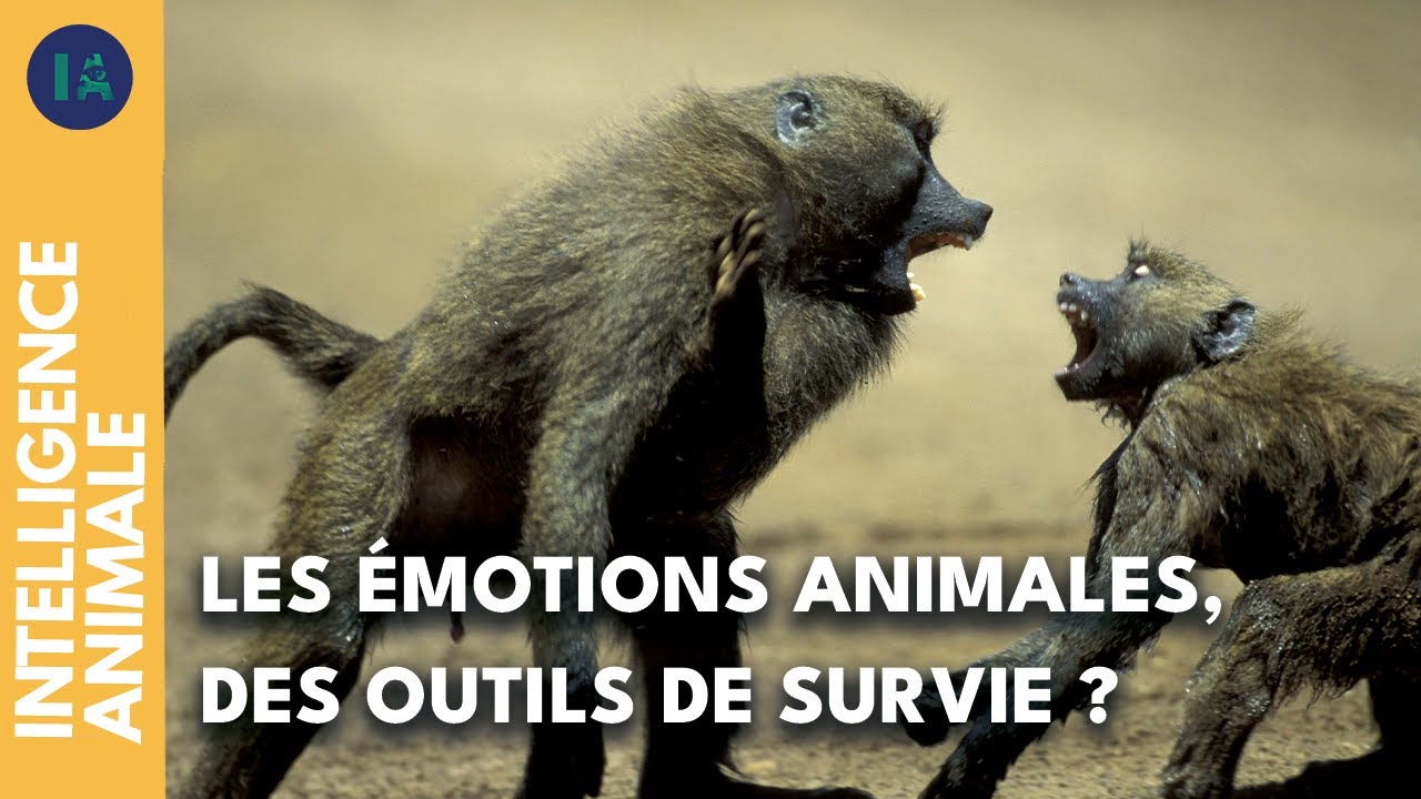 Comment les émotions des animaux leur permettent de survivre I IA
