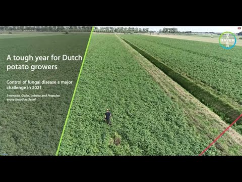 Potato harvest 2021 Bayer Crop Science (EN)