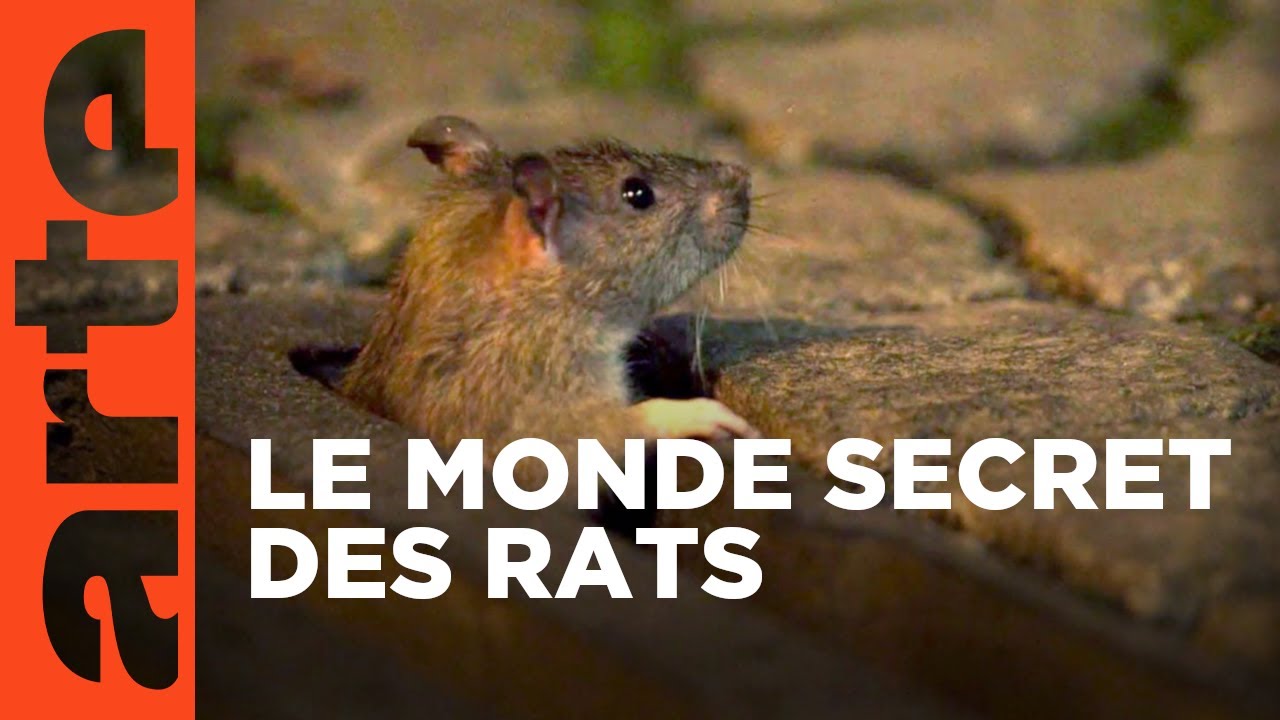 Les rats des villes | ARTE