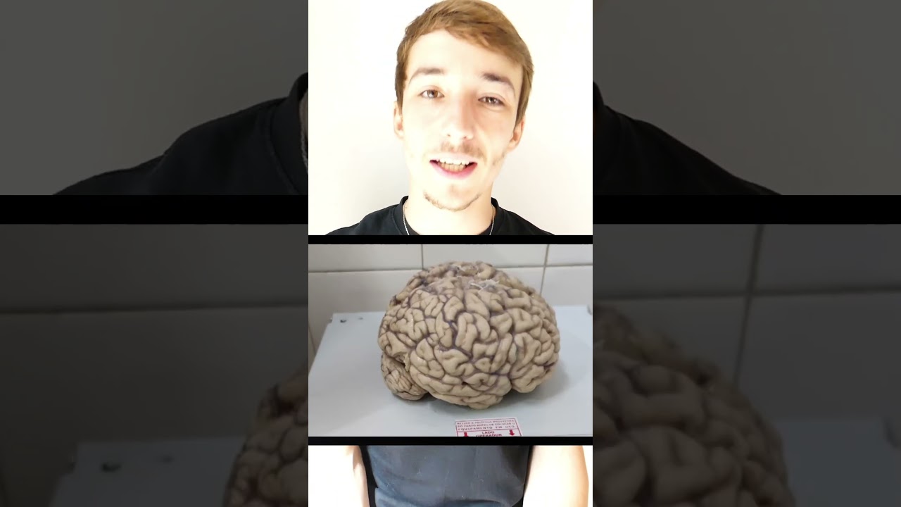 Le cerveau rétrécit avec l'âge 🧠 #sante #medecine #cerveau